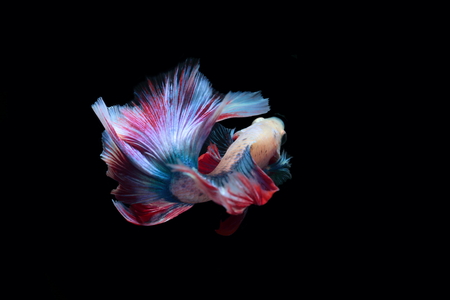 yellow fighting fish on a black background.の写真素材