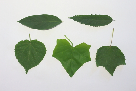 Leaves on a white background.の写真素材