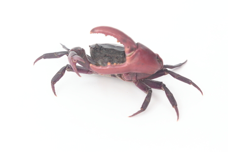 Crabs on a white background.の写真素材