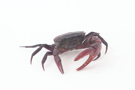 Crabs on a white background.の写真素材
