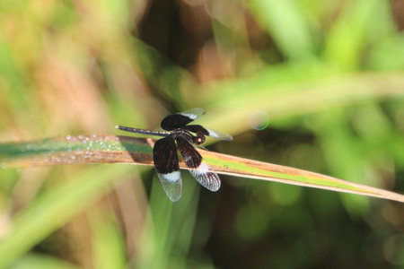 Black dragonfly.の写真素材