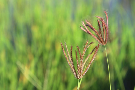 Beautiful grass flower in the morning.の写真素材