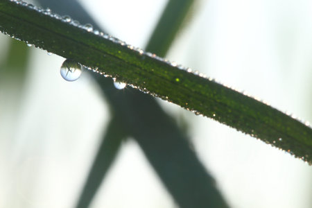 Drops on green grass in the morning.の写真素材