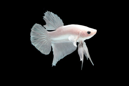 White platinum Fighting fish.の写真素材