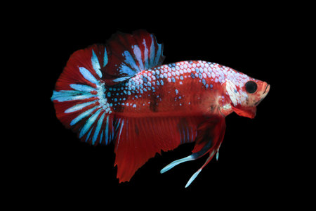 Koi fighting fish.の写真素材