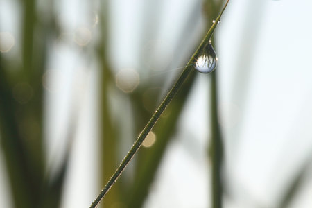 Drops on green grass in the morning.の写真素材