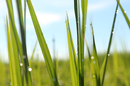 Drops on green grass in the morning.の写真素材