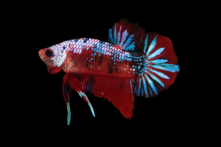 Koi fighting fish.の写真素材