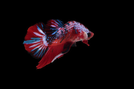 Koi fighting fish.の写真素材