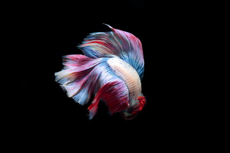 yellow fighting fish on a black background.の写真素材