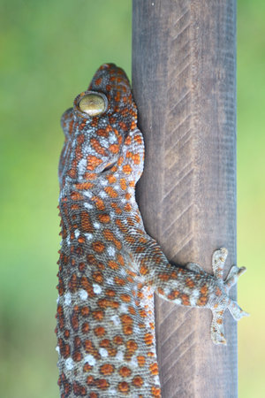 Gecko caught with wood.の写真素材