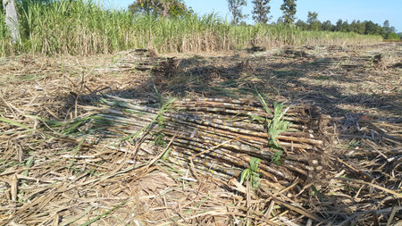Sugar cane is cut together to prepare for planting.の写真素材