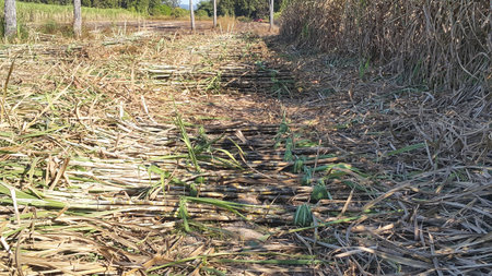 Sugar cane is cut together to prepare for planting.の写真素材