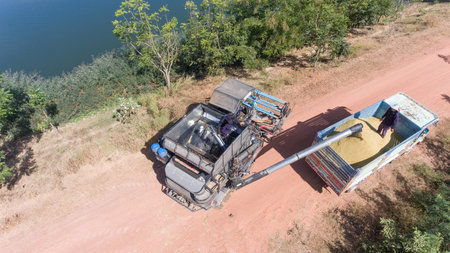 High angle view of a rice farmer loading a truck.の写真素材