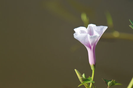 Purple and white morning glory flowers are in the same flower.の写真素材