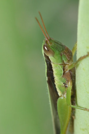Grasshopper in green leaf.の写真素材