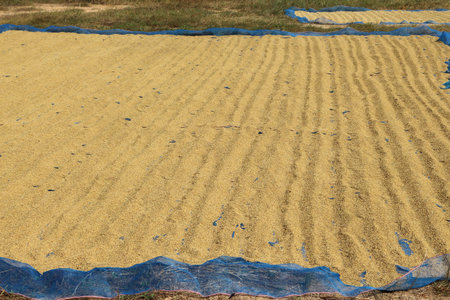 Bring rice to the sun to chase pleasure.の写真素材