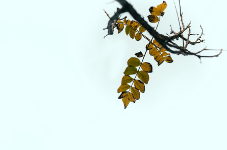 yellow leaf falling autum