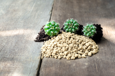 cactus plant with tools and soilの写真素材