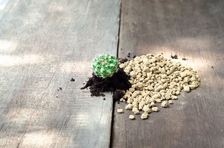 cactus plant with tools and soilの写真素材
