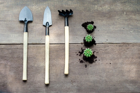 cactus plant with tools and soilの写真素材