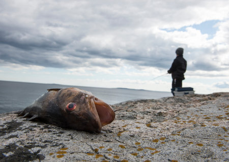 Young fisherman catch a cod, laying on a rock.