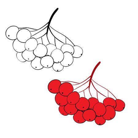 set of rowan brush painted with black lines and painted, isolated object on a white background, vector illustration,のイラスト素材