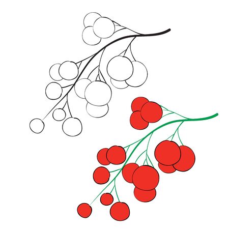 set of red currants painted with black lines and painted, isolated object on a white background, vector illustration, epsのイラスト素材