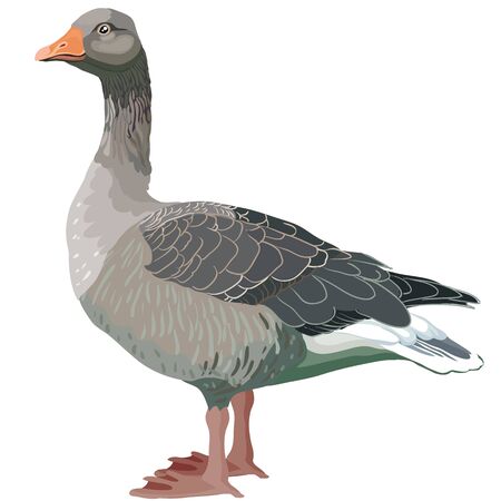 natural gray goose from a farm, isolated object on a white background, vector illustration, epsのイラスト素材