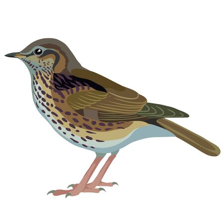 Natural thrush bird. Isolated object on white background, vector illustrationのイラスト素材