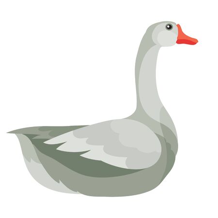 natural gray goose from a farm, isolated object on a white background, vector illustration,のイラスト素材