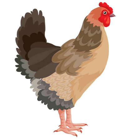 farm chicken,  isolated object on white background, vector illustrationのイラスト素材