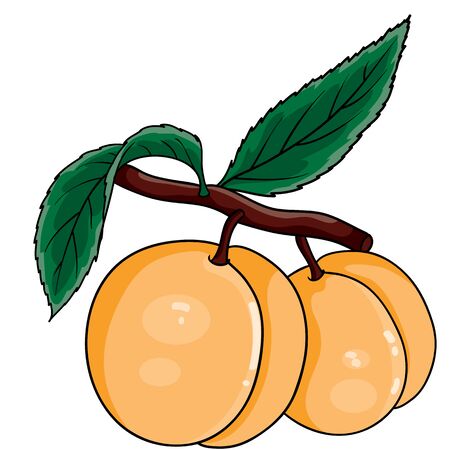 two apricots hang on a branch with green leaves, isolated object on a white background, vector illustration, epsのイラスト素材