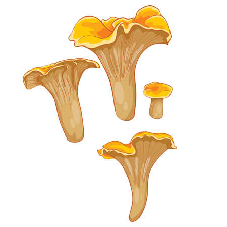 set of chanterelle mushrooms, cartoon illustration, isolated object on white background, vector illustration,のイラスト素材