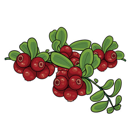 cranberry bush, isolated object on a white background, vector illustration, epsのイラスト素材