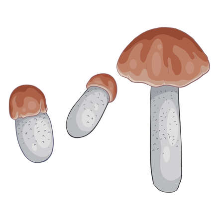 set of boletus boletus with brown hat, isolated object on white background, vector illustration, epsのイラスト素材
