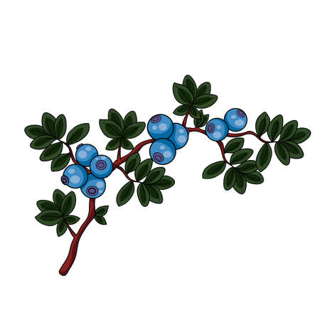 blue blueberry bush with green leaves, isolated object on white background, vector illustration, epsのイラスト素材