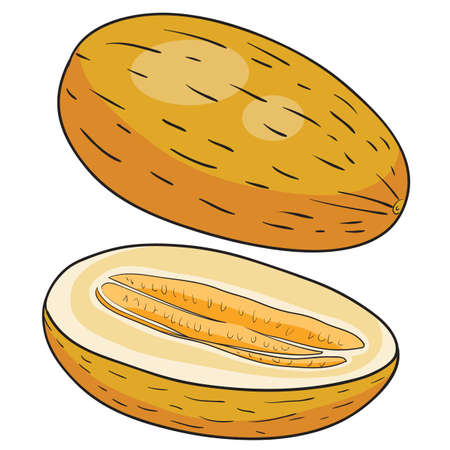 ripe melon, whole and half, isolated object on white background, vector illustration, epsのイラスト素材