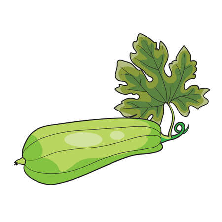 ripe zucchini illustration background.のイラスト素材