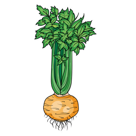 big bush of ripe celery with big round root, cartoon illustration, isolated object on white background, vector illustration, epsのイラスト素材