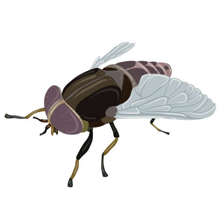 fly, insect, in natural style, isolated object on white background, vector illustrationのイラスト素材