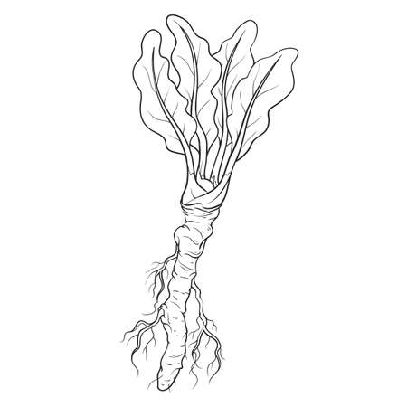 sketch, horseradish root with leaves, isolated object on white background, cartoon illustration, vector, eps,のイラスト素材