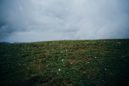 field flowers mountains travel adventure nature freedom