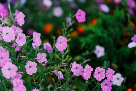 flowers decoration botanical garden plants nature close-upの写真素材