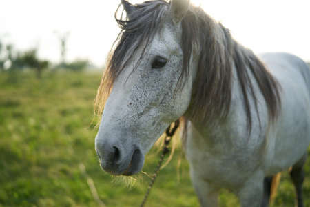 Horse in the field eating grass morning nature animalの写真素材