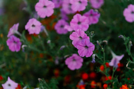 Purple flowers shrub garden nature decoration close-up