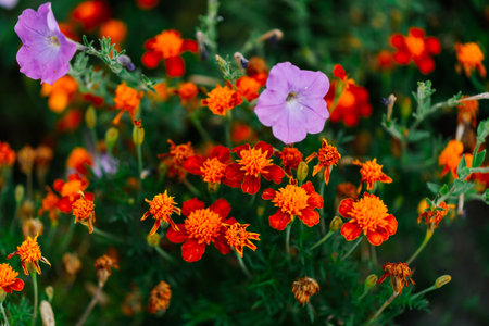 Flowers decoration shrubs nature fresh air garden
