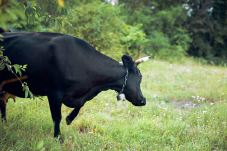bull grazes in the meadow grass nature animal farm