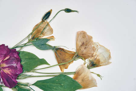 Bouquet of flowers decoration organic gift weddingの写真素材