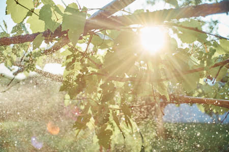 green leaves garden nature sun summer fresh airの写真素材